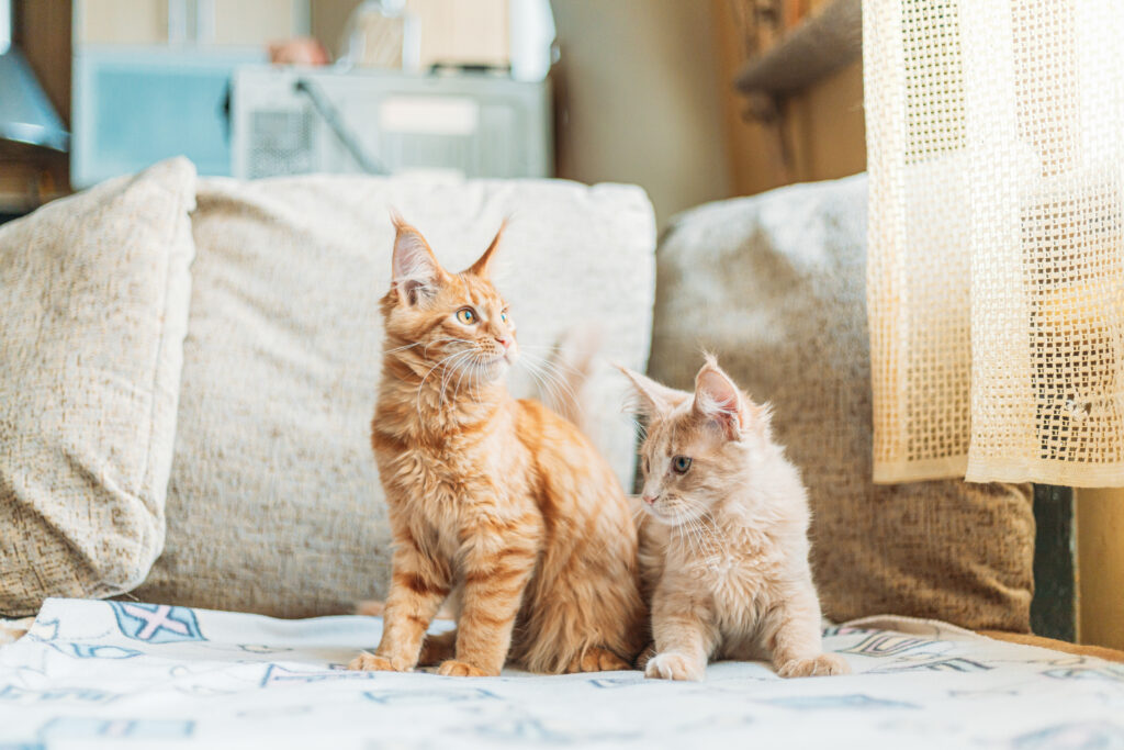 Two Funny Curious Young Red Ginger Maine Coon Kittens Cats Sitting At Home Sofa. Coon Cat, Maine Cat, Maine Shag.